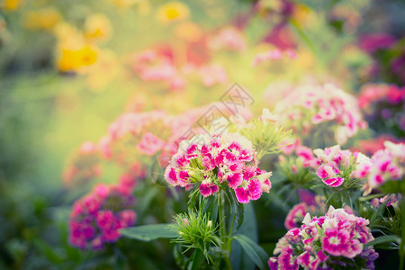 美丽的花园公园花,夏天秋天的自然背景图片