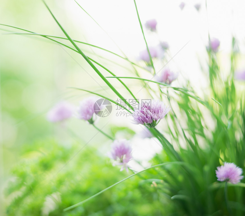 草本植物花园里的韭菜花,户外图片