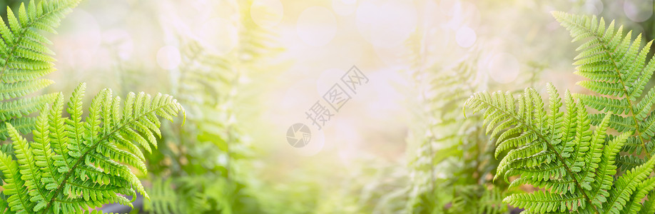 蕨类植物叶子模糊的自然背景,为网站背景图片