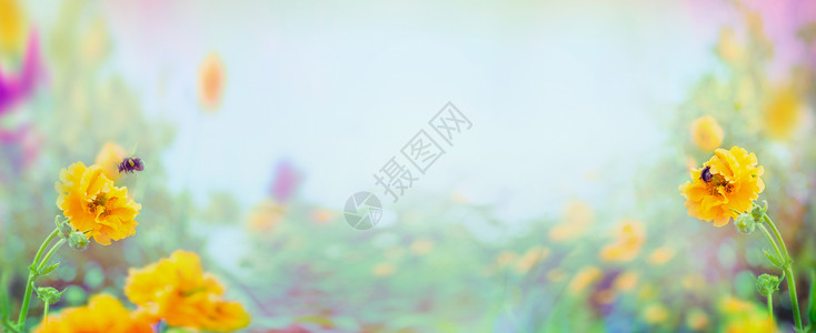 菊花大黄蜂模糊的夏季花园公园背景,横幅为网站图片素材