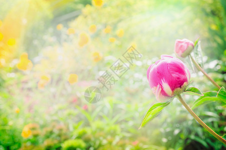 牡丹花苞模糊的阳光花园背景上,特写背景图片