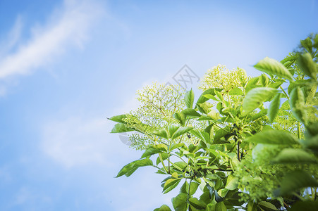 长花天空背景,户外高清图片