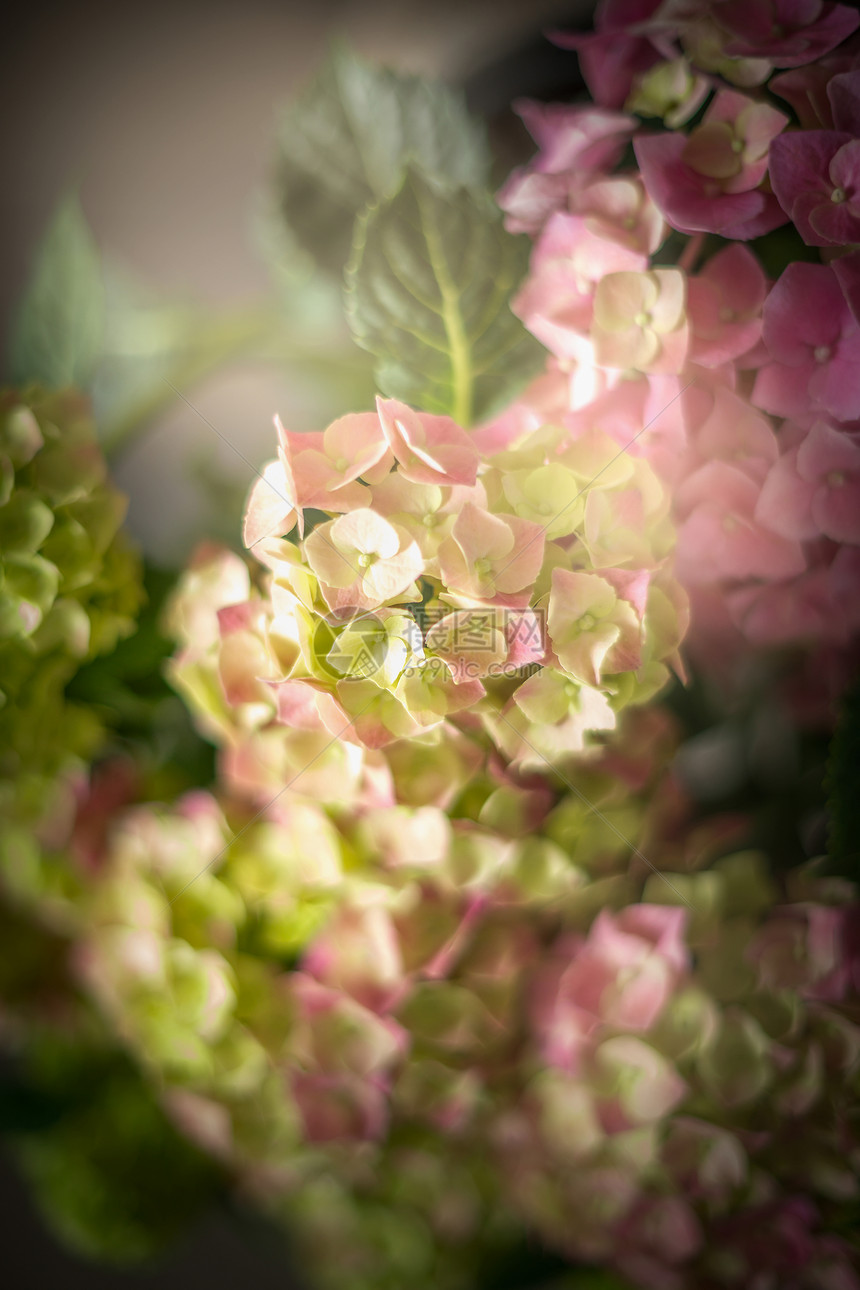 绿色粉红色绣球花,深色,特写图片