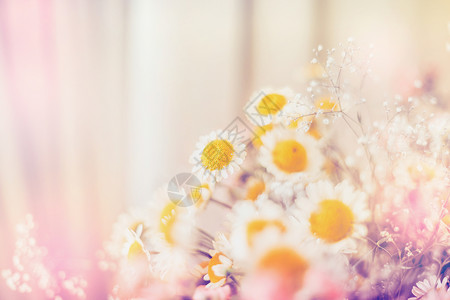 淡淡的雏菊花,花的背景图片