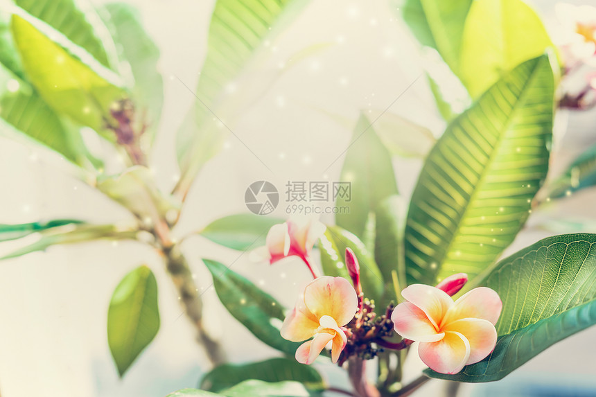 弗兰吉帕尼花盛开,美丽的花卉背景图片