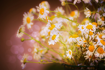 美丽的雏菊花模糊的自然背景上与波基,色调背景图片