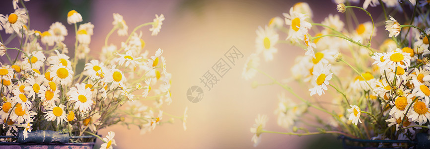 雏菊花模糊的自然背景上,为网站,色调背景图片