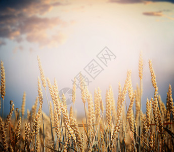 成熟麦田收获季节的天空背景上图片