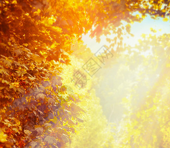 模糊的自然背景与美丽的阳光秋叶公园图片
