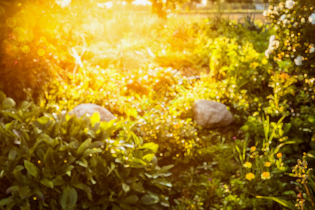 模糊的秋天夏天的自然背景,花园公园的光线图片