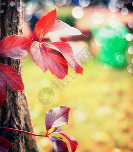 美丽的红秋葡萄叶图片