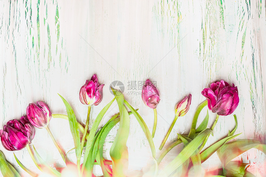 可爱的郁金香与波基破旧别致的背景,顶部的景色,花卉边框图片