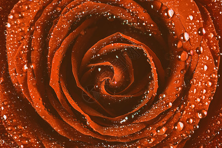 红色玫瑰抽象与水滴高清图片