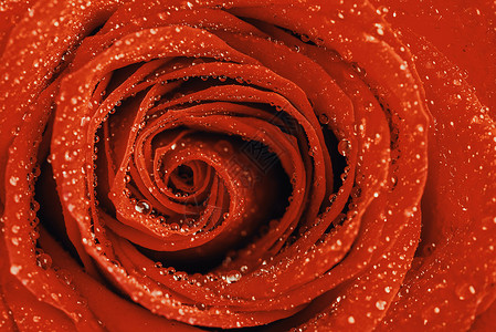 湿红玫瑰与水滴紧密相连图片