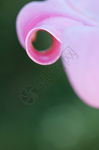 百合花瓣的抽象观图片