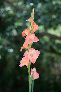 角菖蒲花研究图片