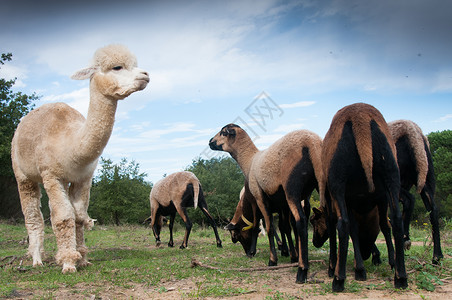 羊驼喀麦隆绵羊放牧背景图片