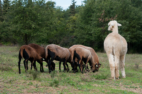 羊驼喀麦隆绵羊放牧背景图片