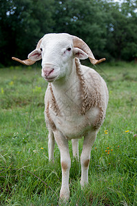 只纯种的塔拉斯康奈斯羊的肖像图片