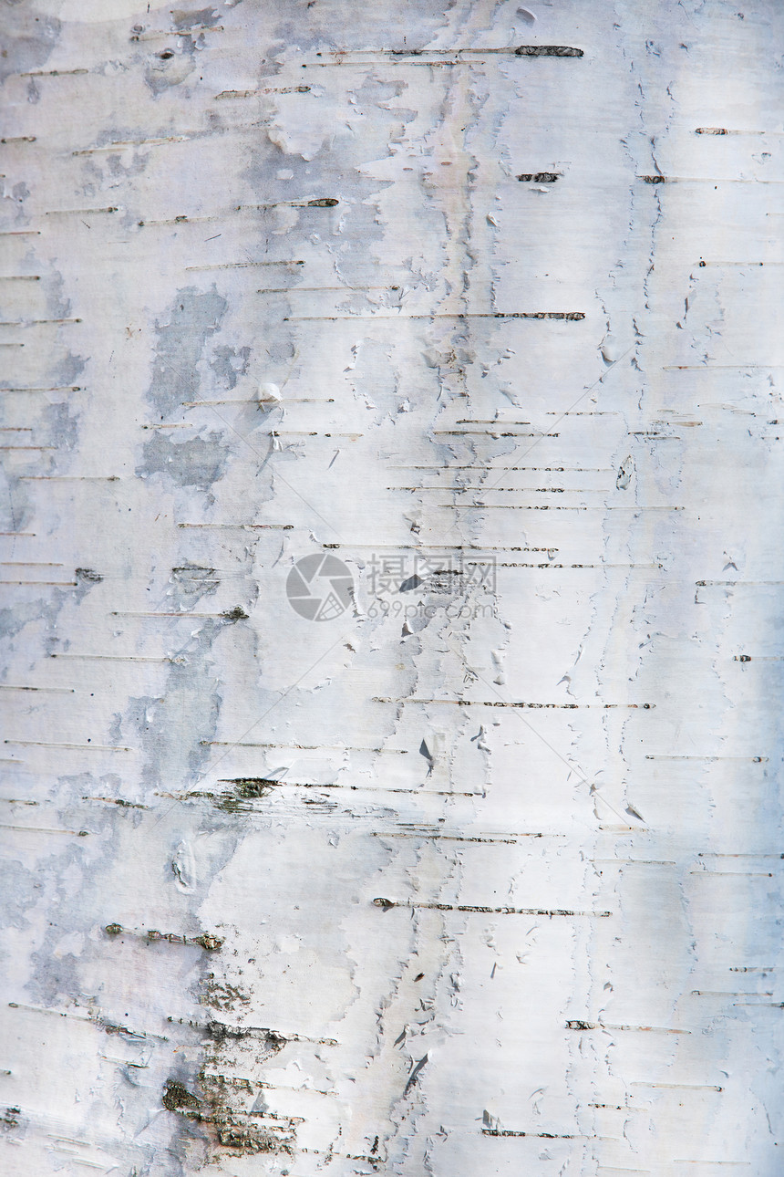 桦树皮纹理背景图片
