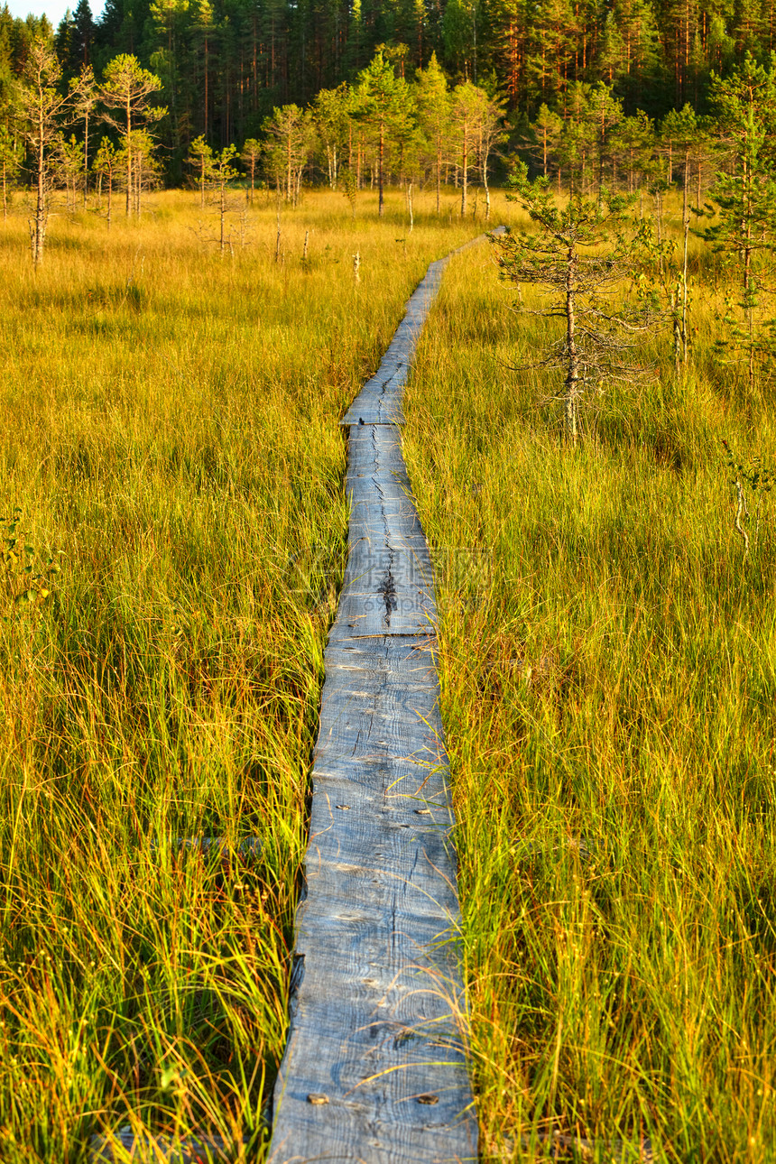 芬兰沼泽上的传统木路图片