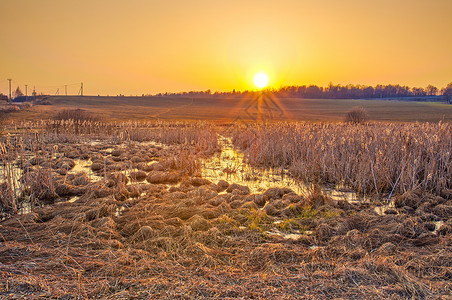 秋天的日落景观前景上芦苇的池塘图片
