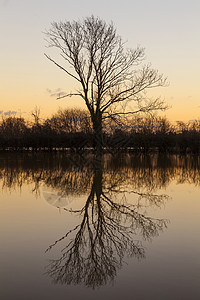 棵树,它日落日出时湖泊河流中反射图片