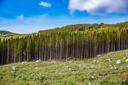 挪威的森林砍伐行业高清图片素材