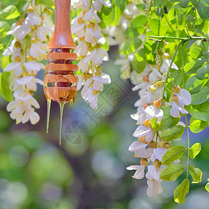 罗比尼亚蜂蜜与相思花自然界背景图片