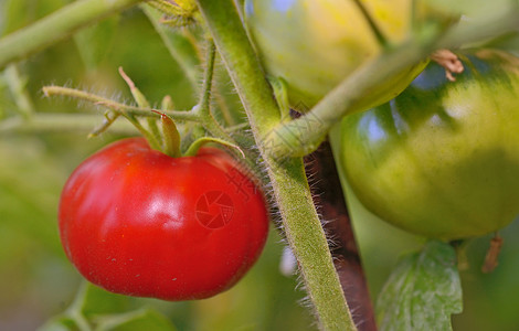 未成熟西红柿花园里的新鲜西红柿植物背景