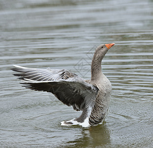 灰色的鹅水里拍打翅膀图片