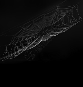 黑色背景上的蜘蛛网背景图片