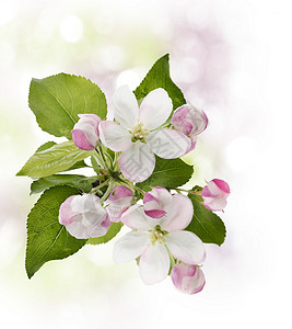 春天盛开的苹果树图片