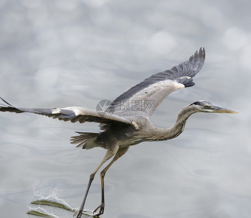 伟大的蓝色苍鹭佛罗里达湿地飞行图片