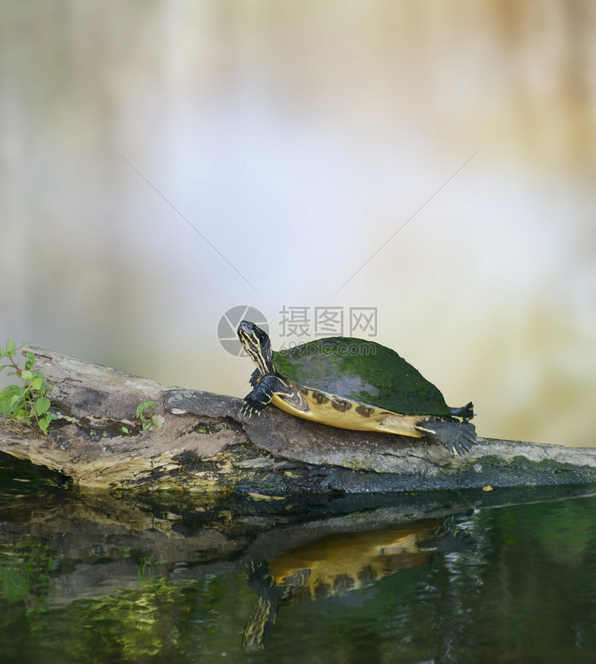 佛罗里达小乌龟原木上图片
