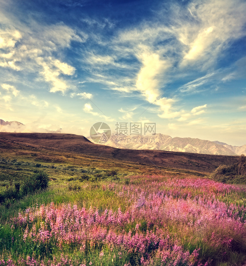 山景带粉红色的花朵盛开图片