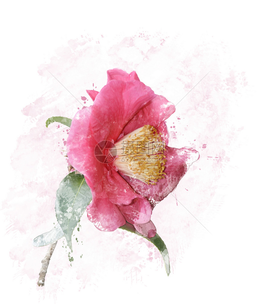 粉红色玫瑰的数码画图片