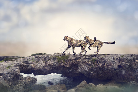 两只猎豹岩石上奔跑图片