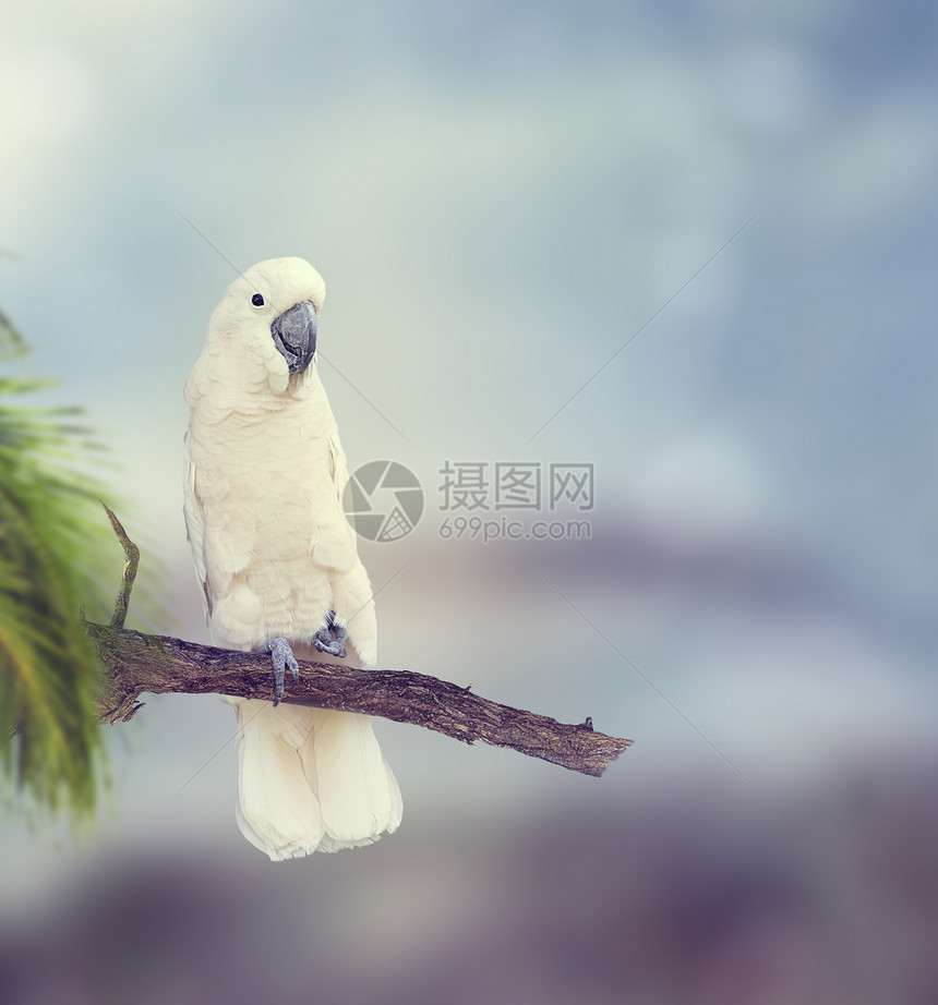 白色鹦鹉栖息树枝上图片