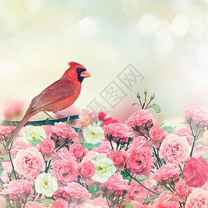 红色红衣主教鸟栖息玫瑰花园里图片