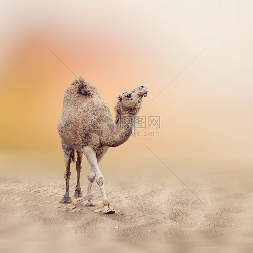 单峰骆驼沙漠中行走图片