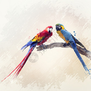 两只鹦鹉的数字绘画图片