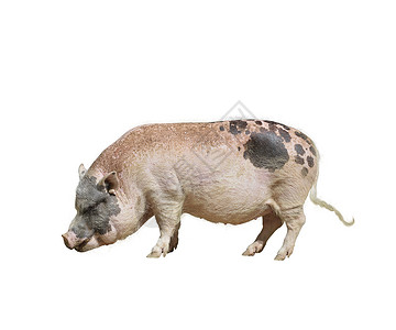 农场粉红色黑色猪隔离白色背景上图片