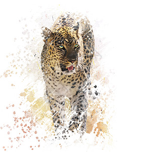 白色背景上豹子的数字绘画背景图片