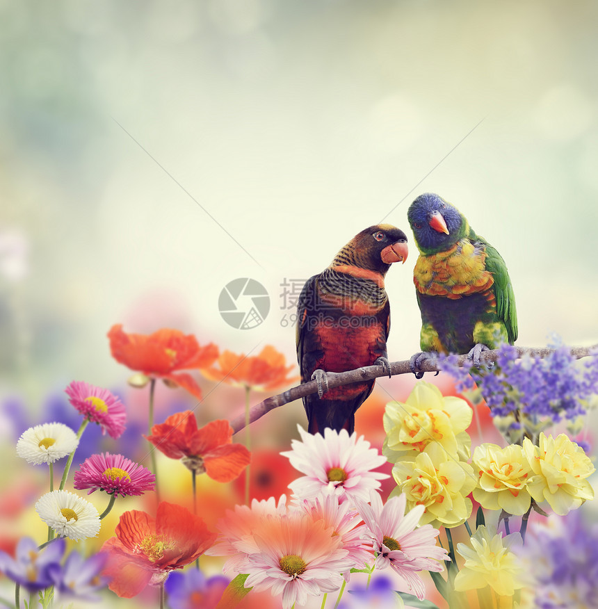 彩虹鹦鹉栖息花园里图片