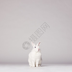 白色背景下白兔的工作室照片背景图片