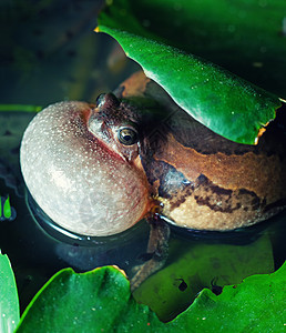 青蛙与气球雄带状牛蛙季节需要个声带膨胀的配偶背景