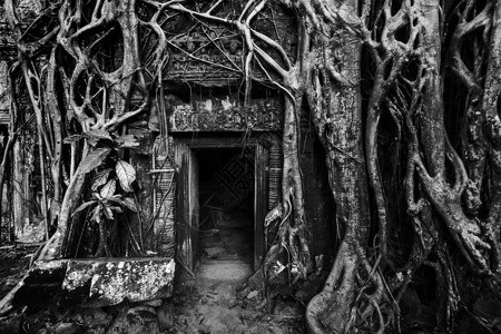 旅游柬埔寨背景古石门树根,塔普鲁姆寺遗址,吴哥,柬埔寨黑白版本背景图片