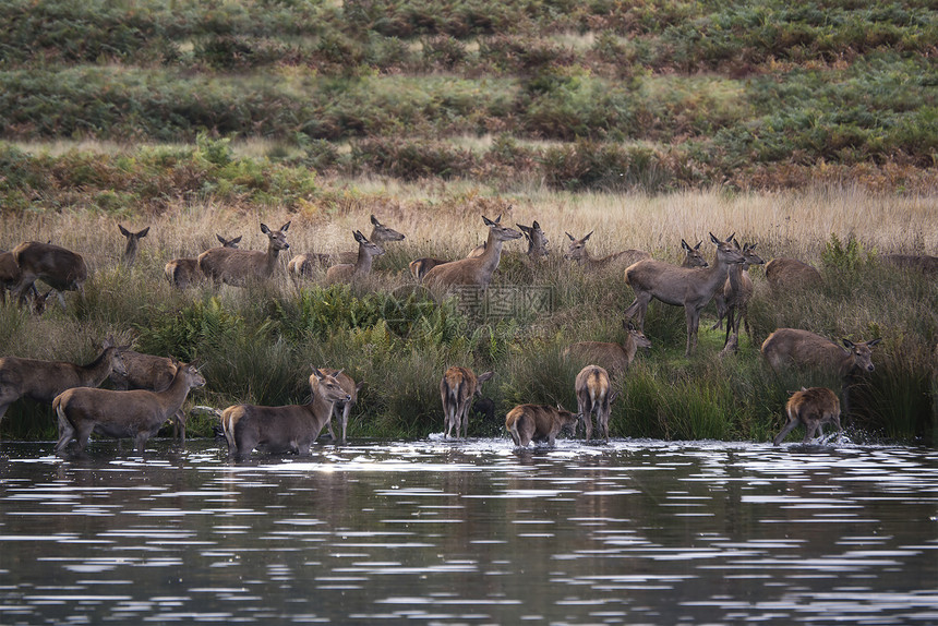 红鹿后宫秋天的被鹿强迫进入湖保护图片