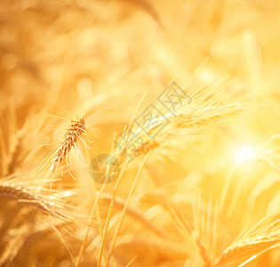 田野上金色的麦穗图片
